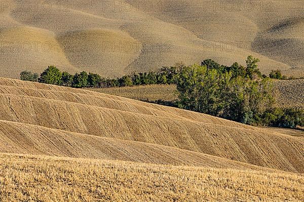 Hilly and ploughed field, near Asciano