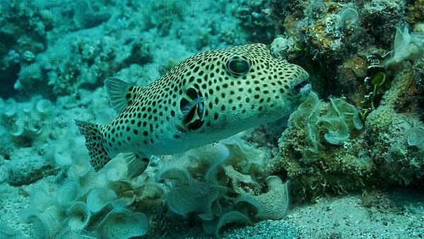 Close-up of Pufferfish,