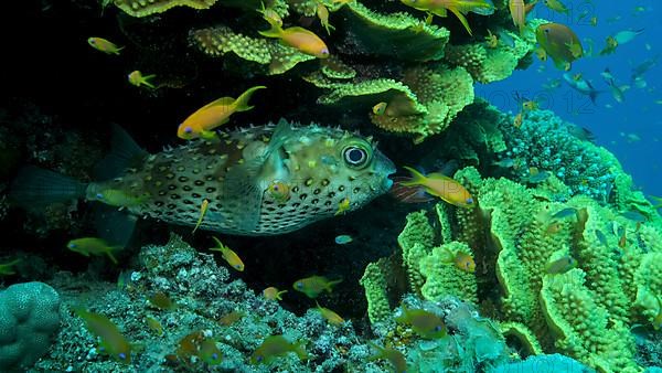Porcupinefish is hiding under under Lettuce coral. Ajargo, Giant Porcupinefish or Spotted Porcupine Fish