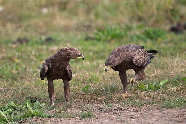 Lesser Spotted Eagle,