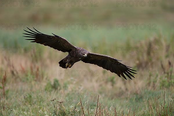 Lesser Spotted Eagle,