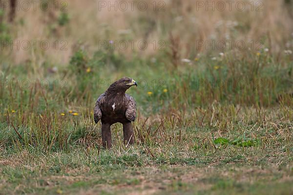 Lesser Spotted Eagle,