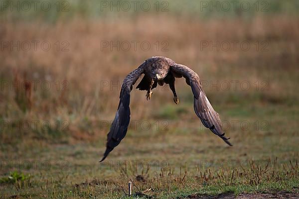 Lesser Spotted Eagle,