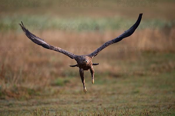 Lesser Spotted Eagle,