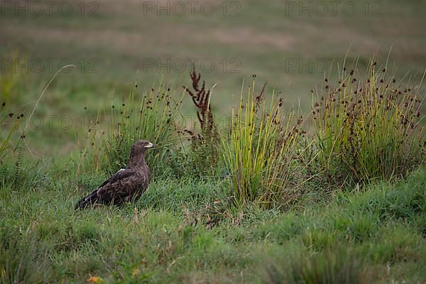 Lesser Spotted Eagle,