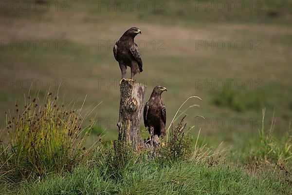 Lesser Spotted Eagle,