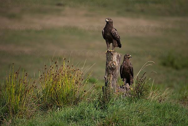 Lesser Spotted Eagle,