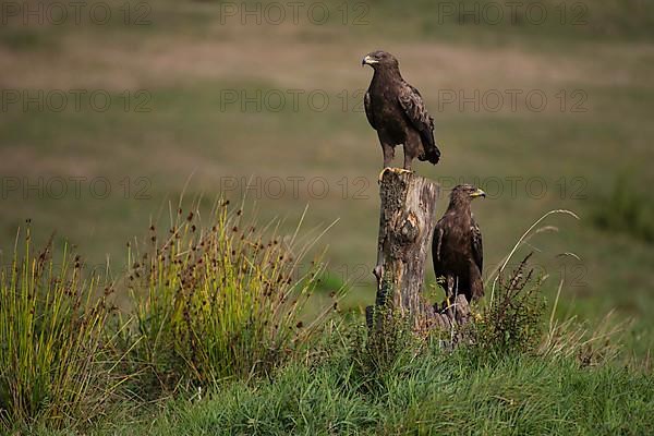 Lesser Spotted Eagle,