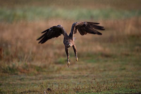 Lesser Spotted Eagle,