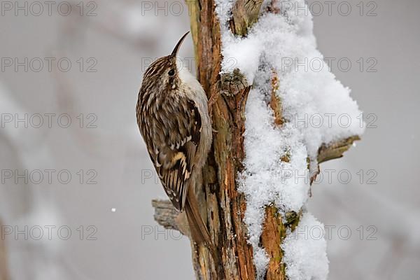 Short-toed treecreeper,