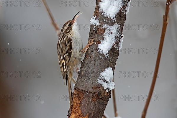 Short-toed treecreeper,