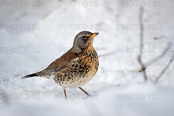 Fieldfare,