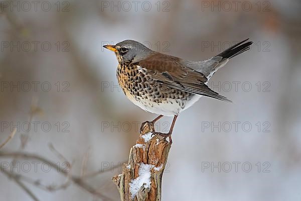 Fieldfare,