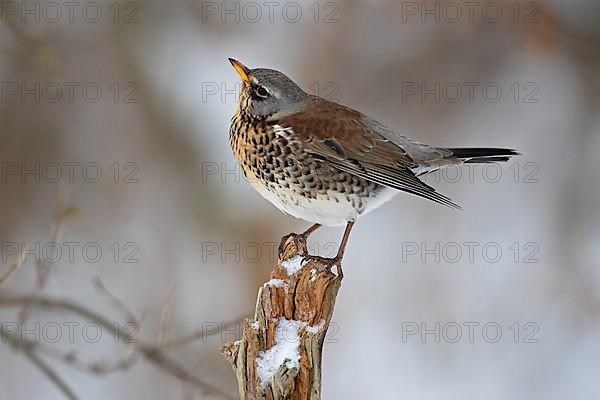 Fieldfare,