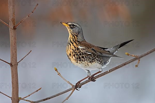 Fieldfare,