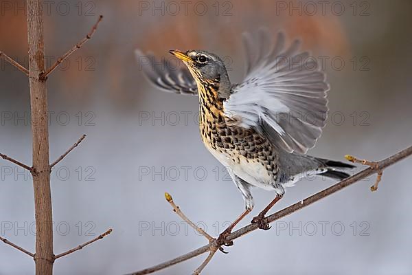 Fieldfare,