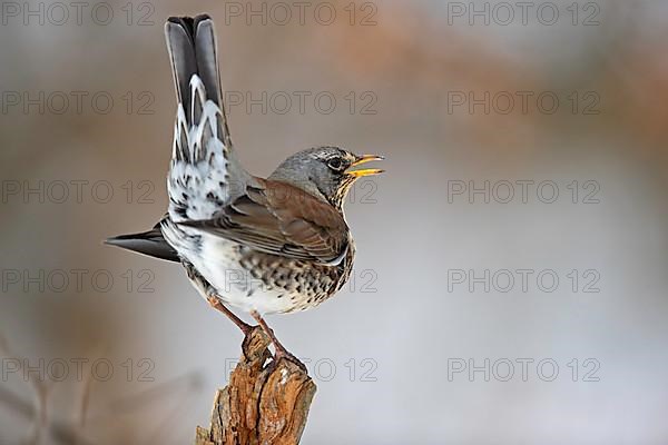 Fieldfare,