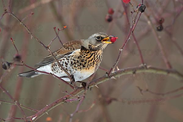 Fieldfare,