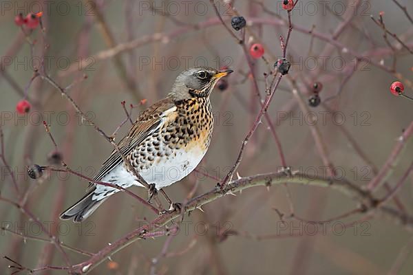 Fieldfare,