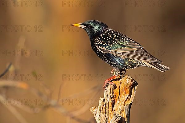 Common starling,