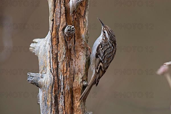 Short-toed treecreeper,