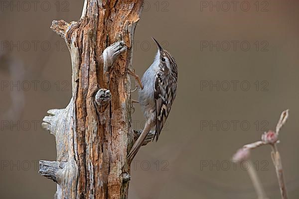 Short-toed treecreeper,