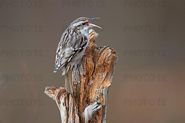 Short-toed treecreeper,