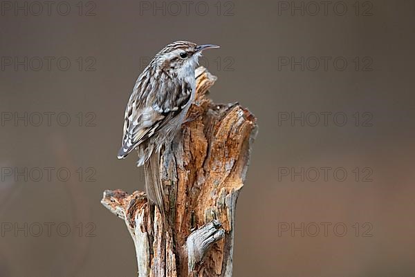 Short-toed treecreeper,