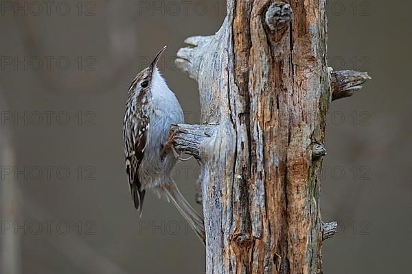 Short-toed treecreeper,