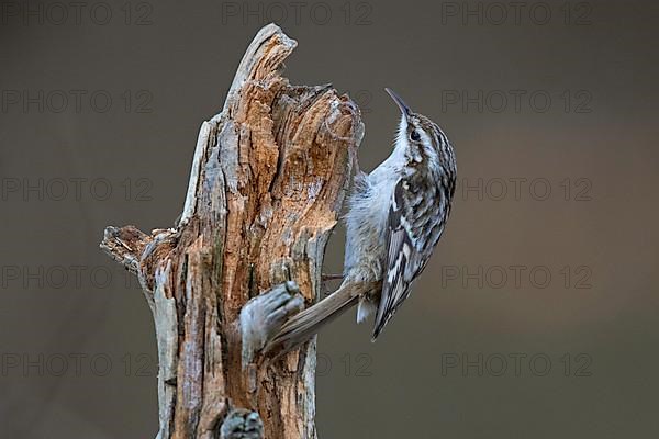 Short-toed treecreeper,