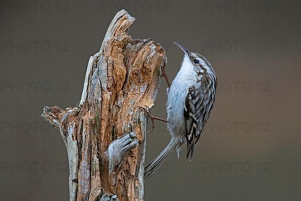 Short-toed treecreeper,