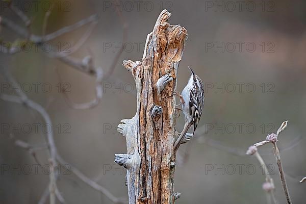 Short-toed treecreeper,