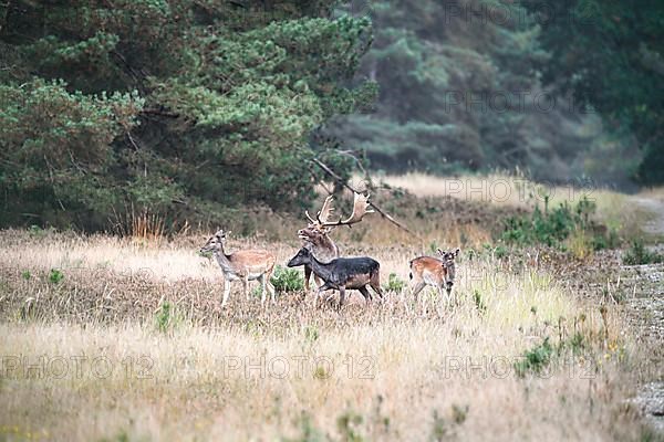 Fallow deer,