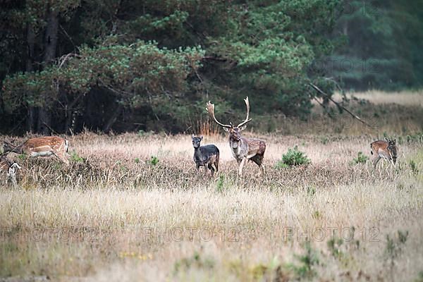 Fallow deer,