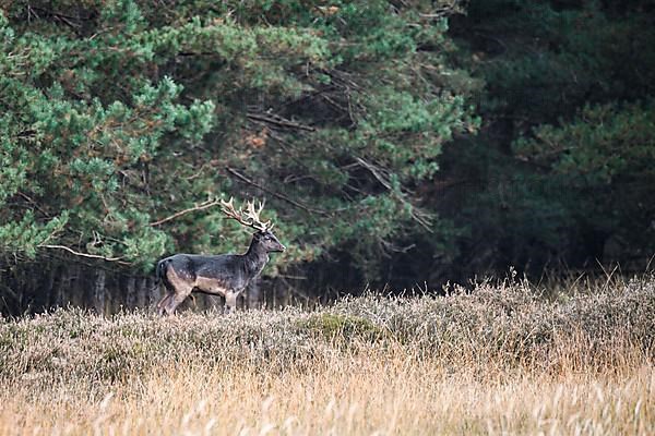 Fallow deer,