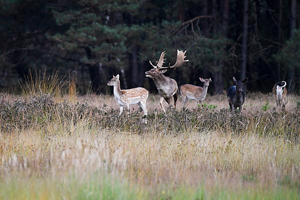 Fallow deer,