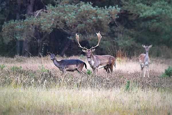 Fallow deer,