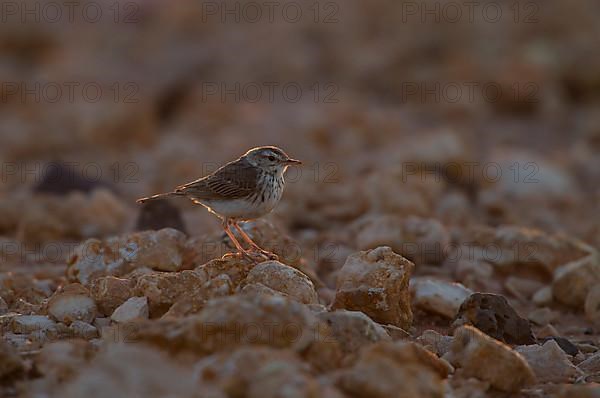 Berthelot's pipit,