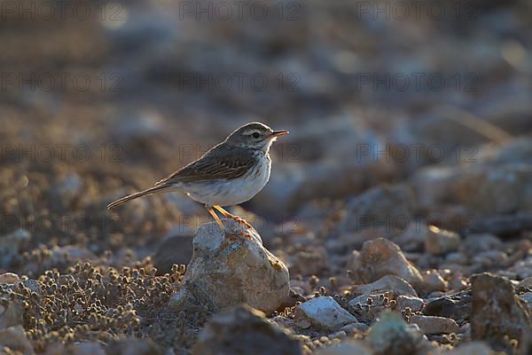 Berthelot's pipit,