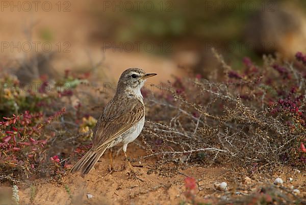 Berthelot's pipit,