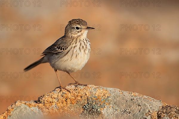 Berthelot's pipit,