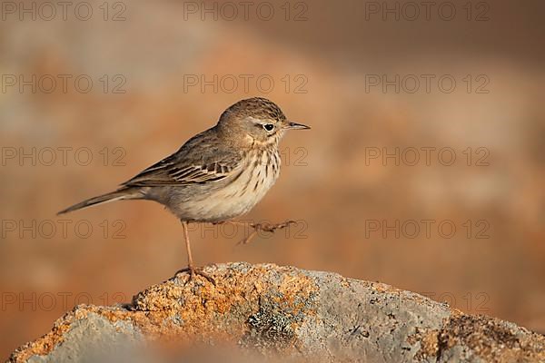 Berthelot's pipit,