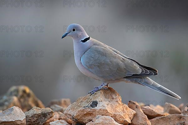Eurasian Collared Dove,