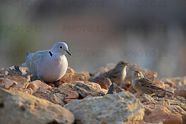 Eurasian Collared Dove,