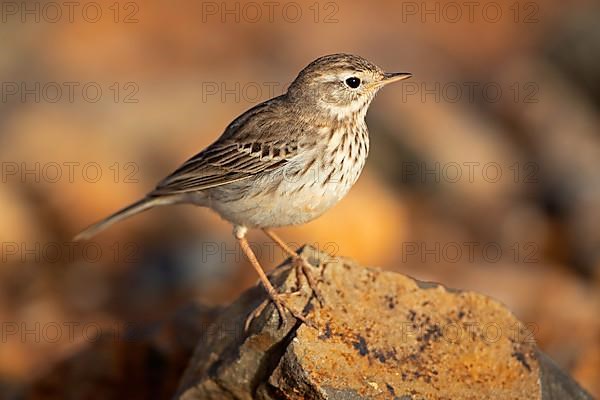 Berthelot's pipit,