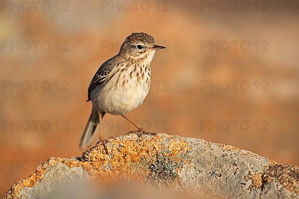 Berthelot's pipit,