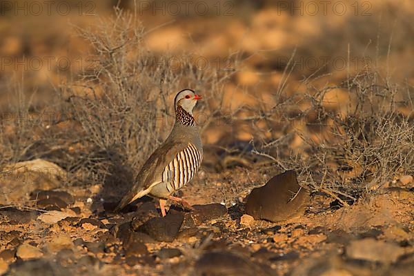 Barbary partridge,