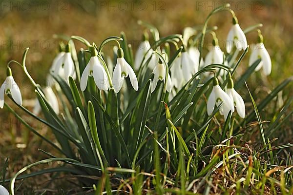 Medicinal plant snowdrop, Galanthus nivalis