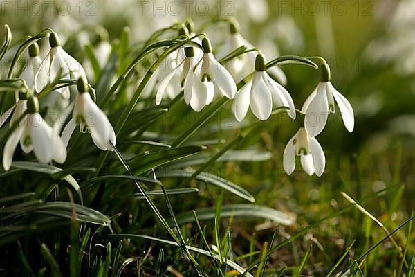 Medicinal plant snowdrop, Galanthus nivalis