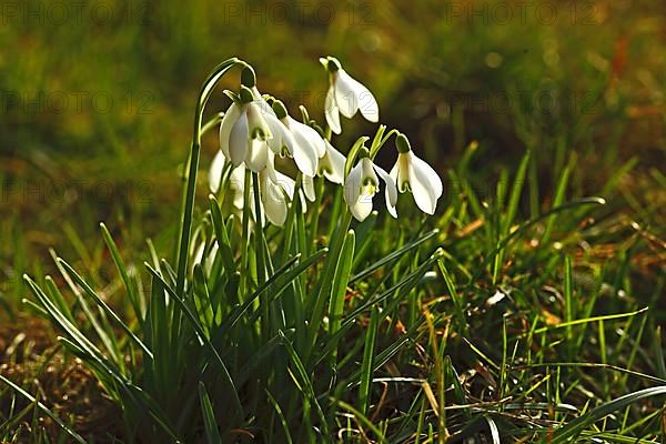 Medicinal plant snowdrop, Galanthus nivalis